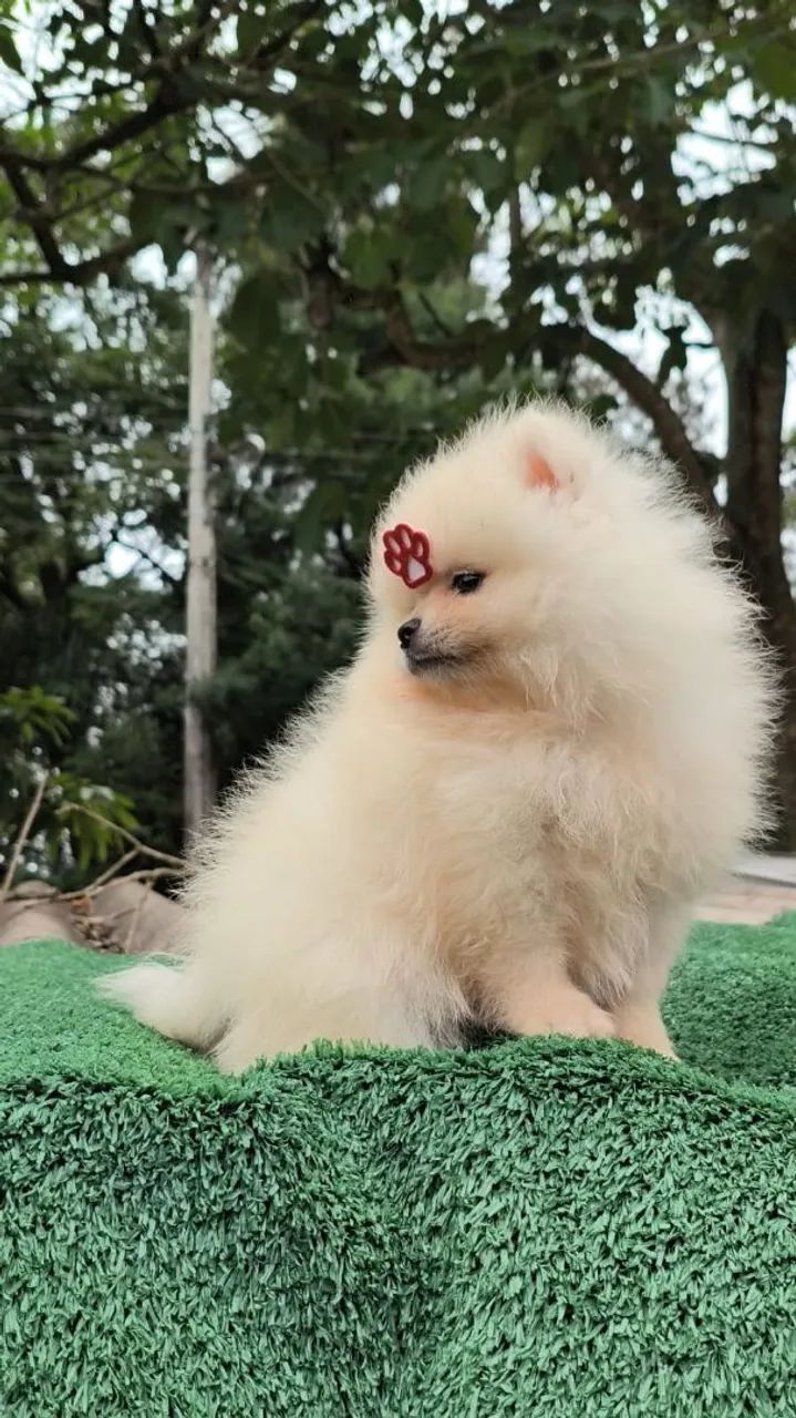 Filhotes de Spitz alemão  - Foto 6