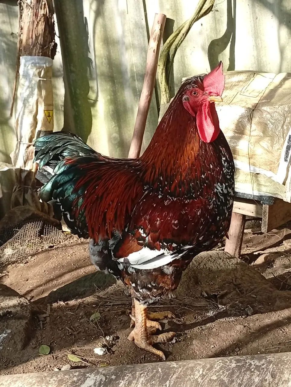 Galo GSb lindo  - Foto 4