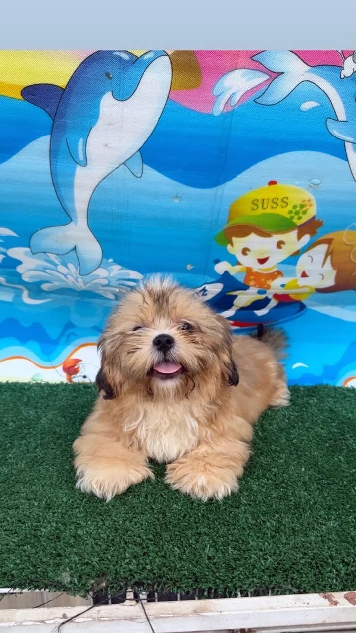 Shihtzu macho  - Foto 2