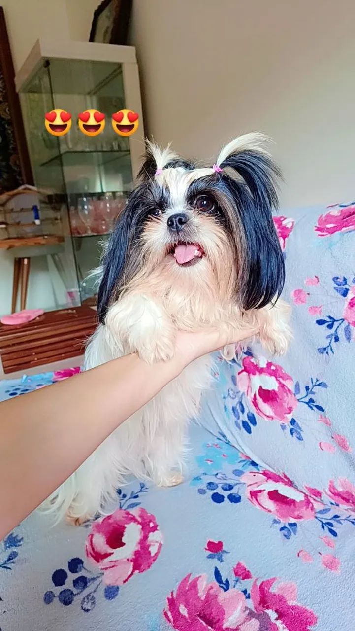 FEMEAS MINI SHIH TZU  - Foto 5