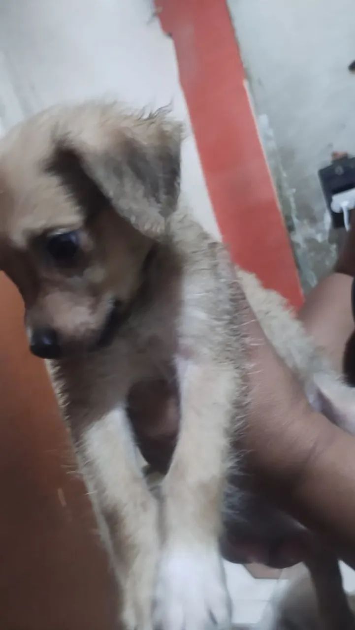 Doa-se filhotes de cachorro  - Foto 3