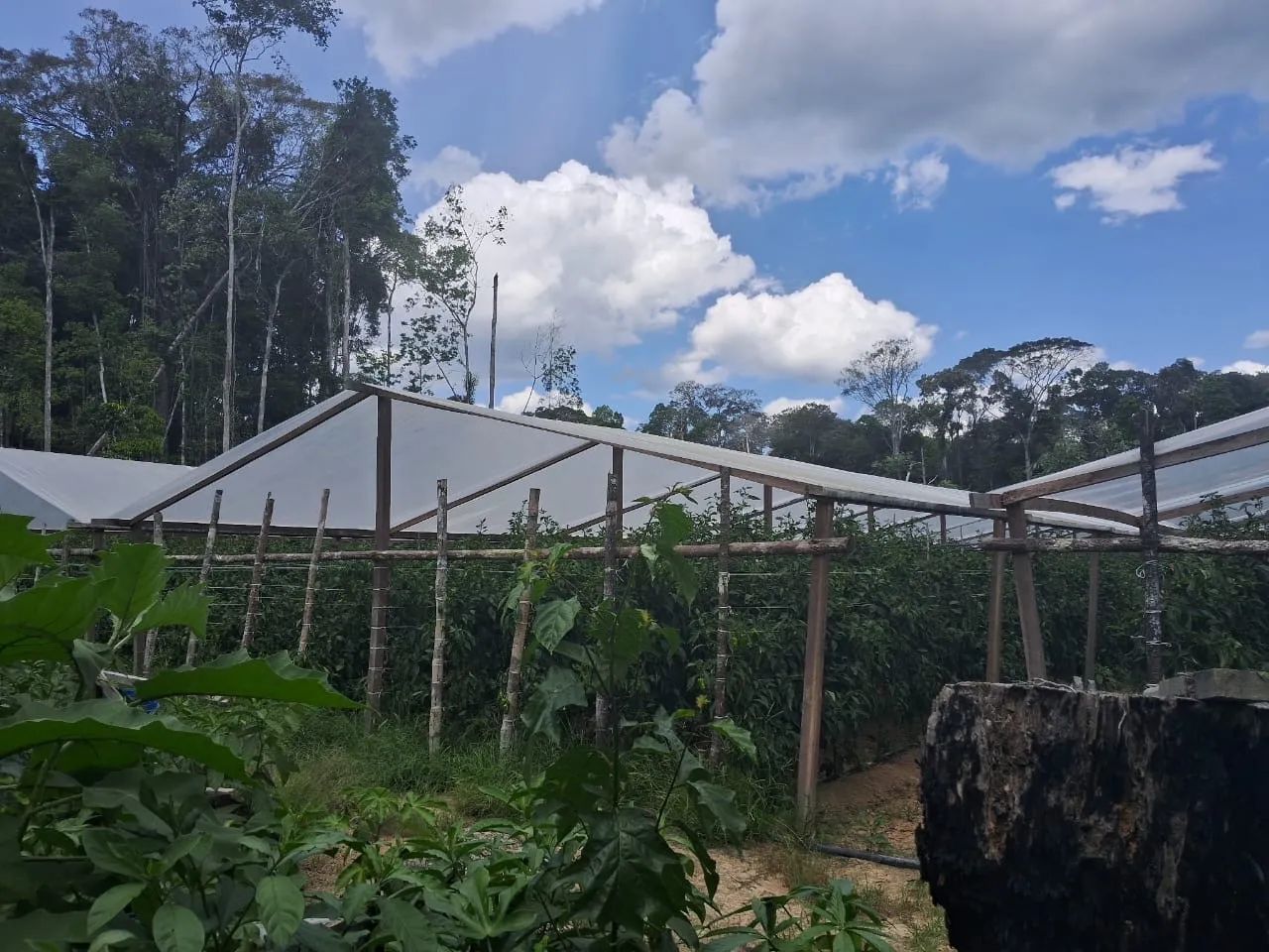 Sítio com casa - Foto 5