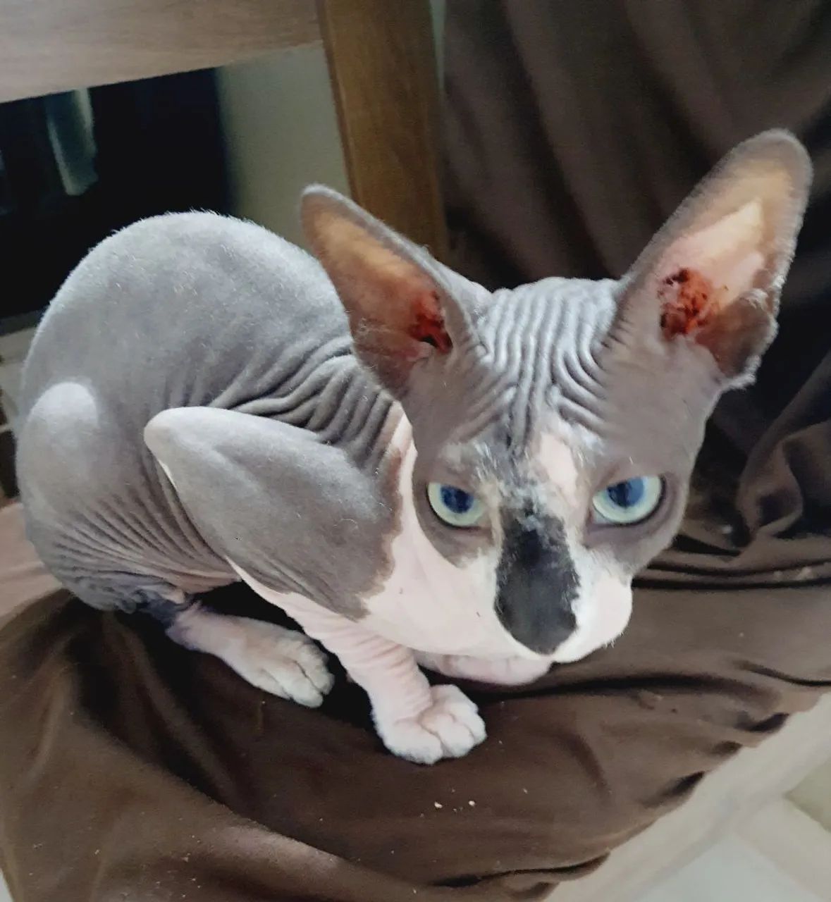 Sphynx  macho  - Foto 3