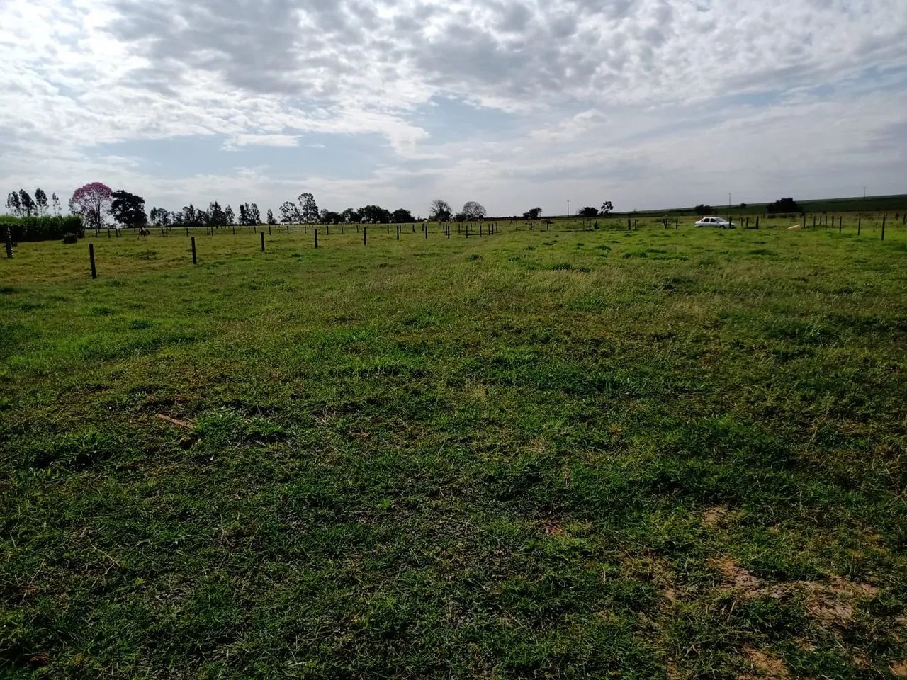 Chácara 2.500m² em Cianorte - Água, Luz e Mamão em Produção - Foto 3