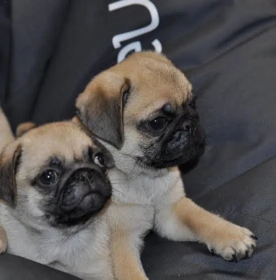 Pug pedigree e microchip  - Foto 3