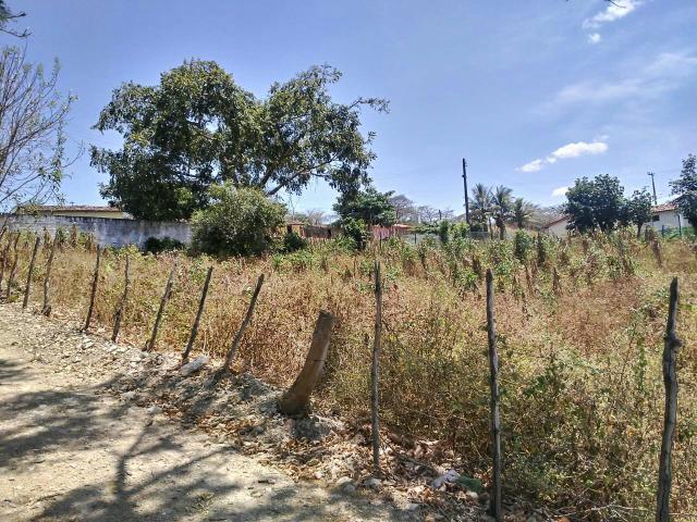 Terreno 30x75 muito bom pé de côco,pinha, milho, macaxeira, feijão,manga, limão - Foto 3