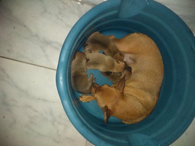 Cachorro pincher