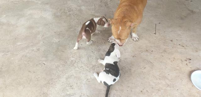 Filhote de pitbull - Foto 5