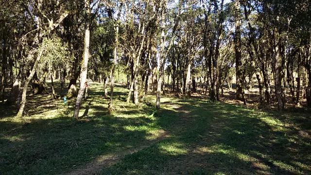 Vendo chácara próximo a Curitiba frente para BR 376 - Foto 13