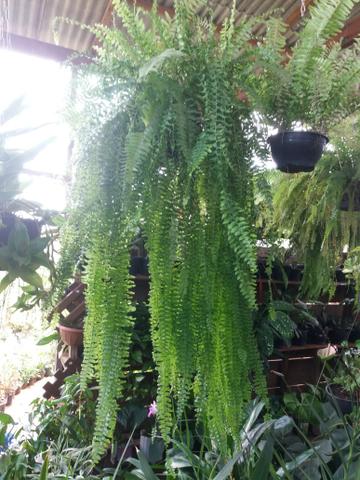 Plantas diversas - Foto 2