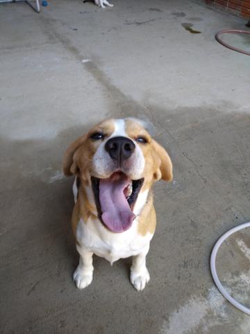 Beagle macho disponível para cruza