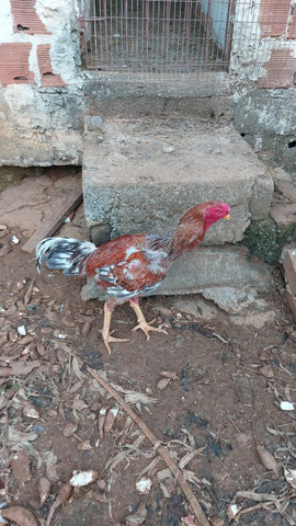 Vende-se pintinhos índio gigante - Foto 3