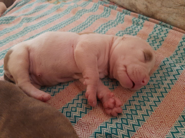 Cachorros-pitbull - Foto 5