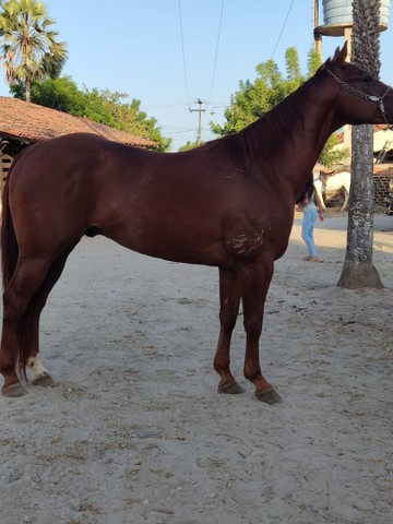 Cavalo Quarto de milha 