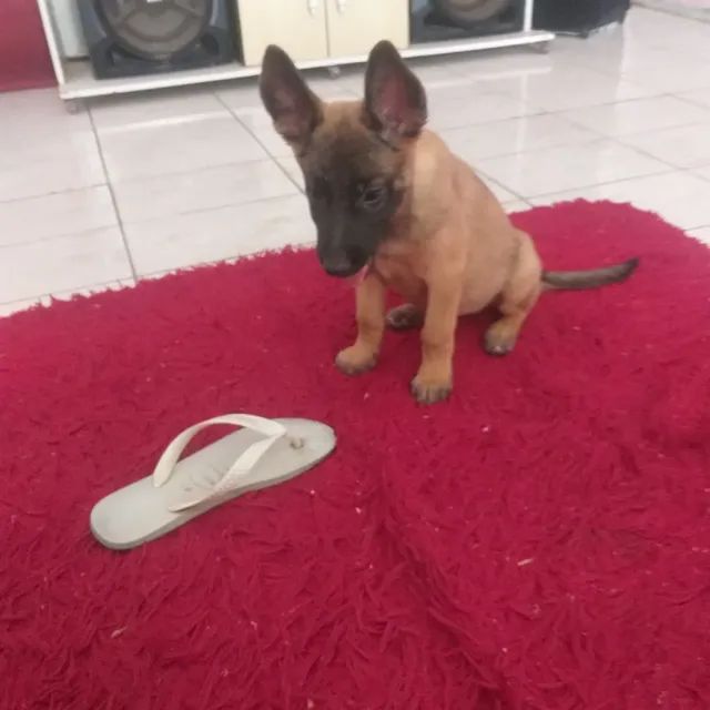 Pastor Malinois - Cães - OLX Portugal