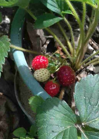 Mudas de Morango 