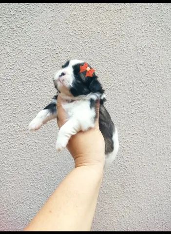 Filhote de cachorro shih Tzu Mine  - Foto 2