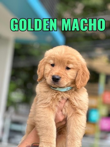 Golden machinho 