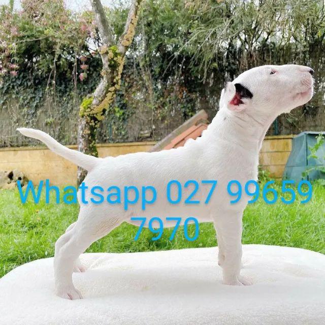 Bull terrier machos e fêmeas pronta entrega envio pra todo Brasil 