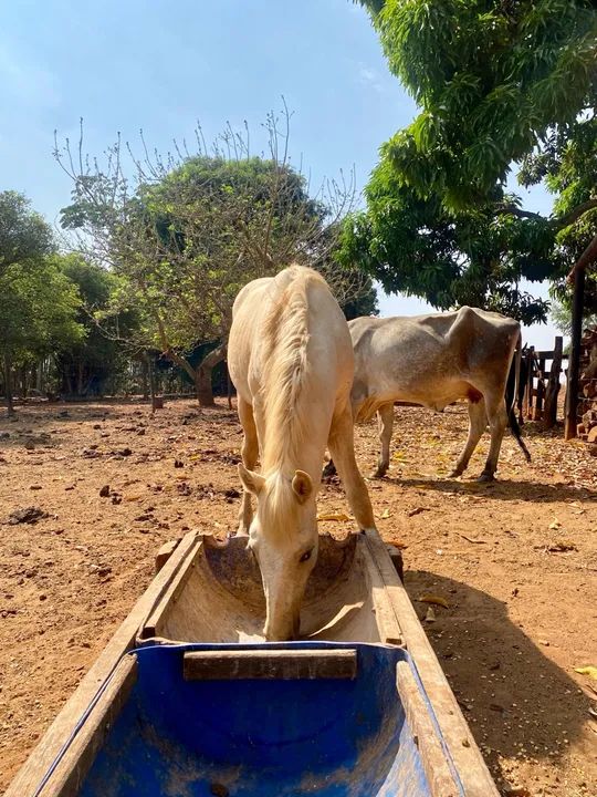 Cavalo QM Palomina  - Foto 4