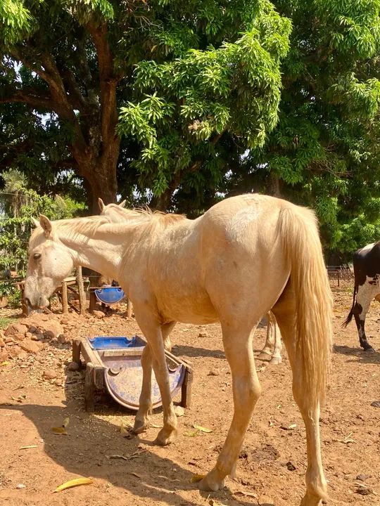 Cavalo QM Palomina  - Foto 2