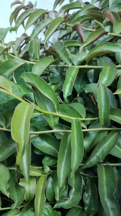 60 Folhas Frescas de ORA PRO NOBIS