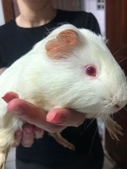 Porquinho india com gaiola conpleto