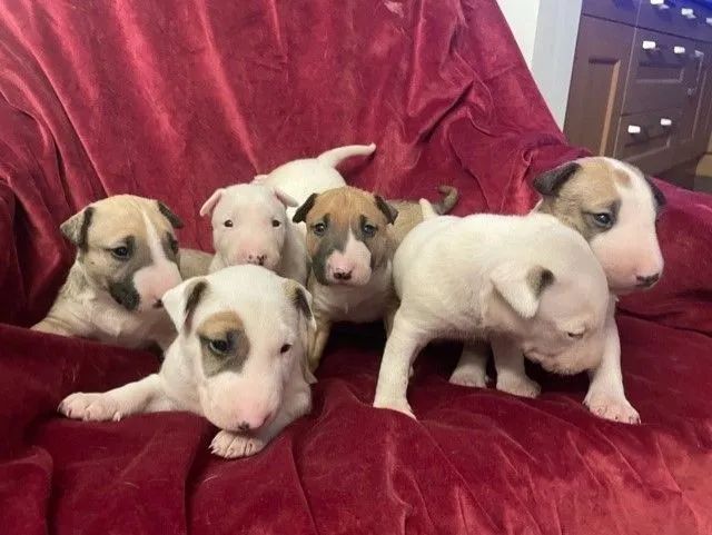 Bull terrier filhotes maravilhosos entregamos com vacina