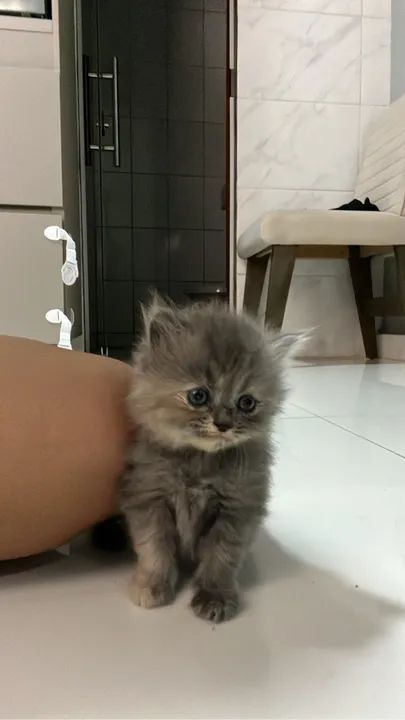 Gatinho persa cinza muito fofo - Foto 4