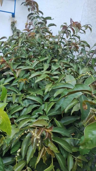 60 Folhas Frescas de ORA PRO NOBIS - Foto 2