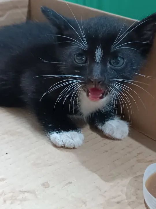 doação de gatinho - Foto 6