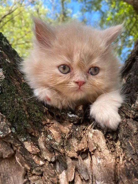 Gatinho persa disponível  - Foto 3