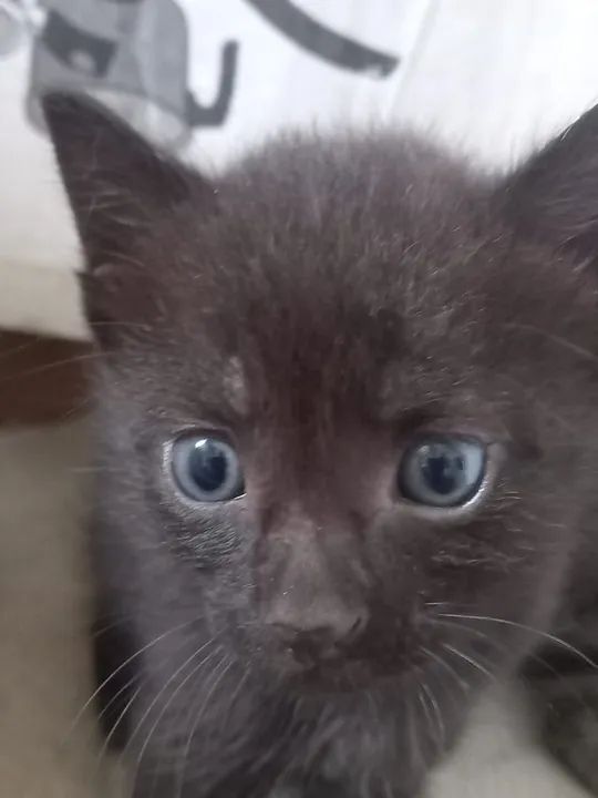 Gatinhos para adoção  - Foto 2