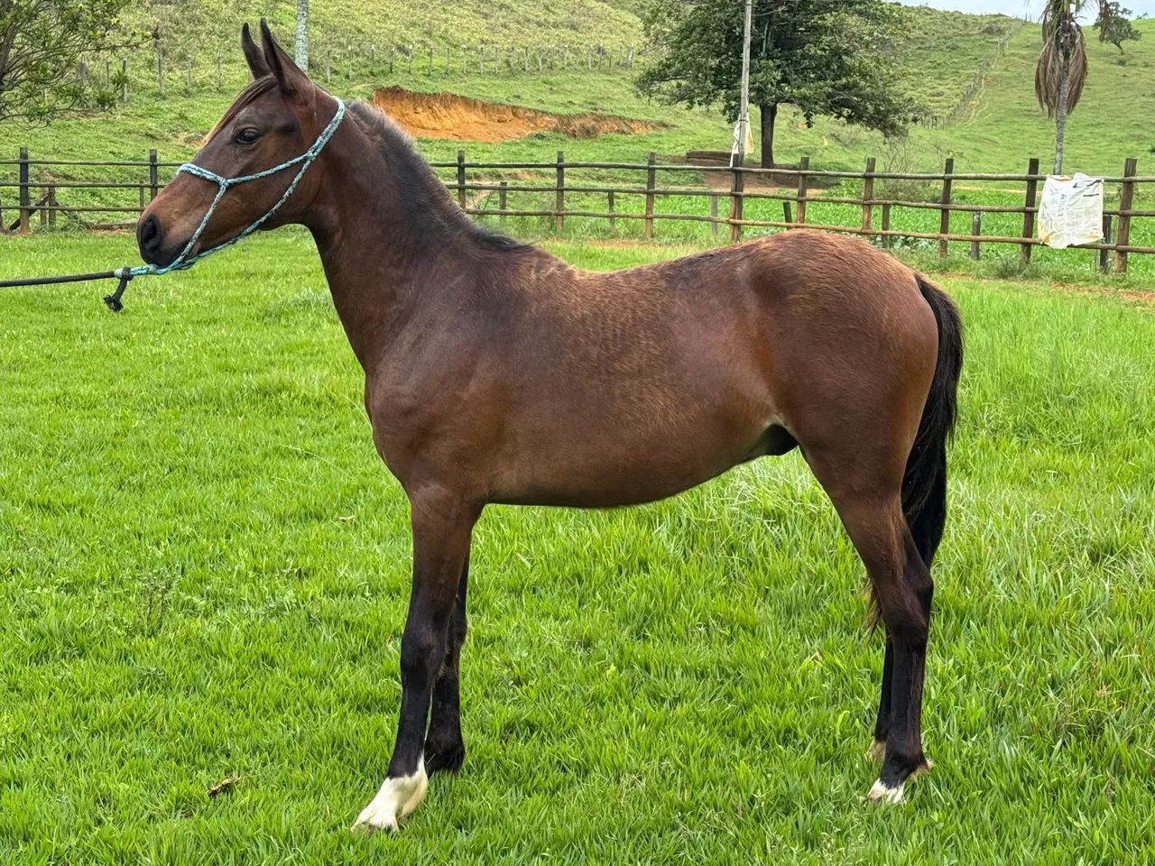 Vendo potro Mangalarga Marchador 