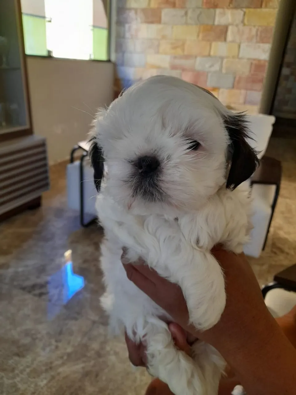 Filhote de Shih Tzu fofo e brincalhão