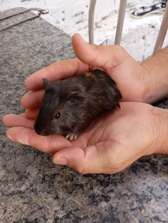 Vendo filhotes de porquinho da índia 