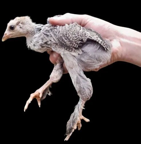 Pintinhos (diversas raças)  - Foto 5