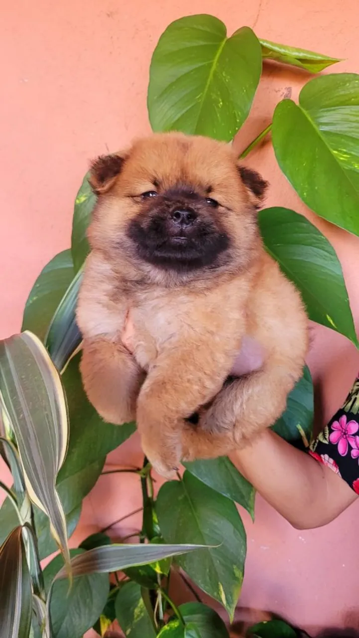 Chow Chow preço baixo promoção 