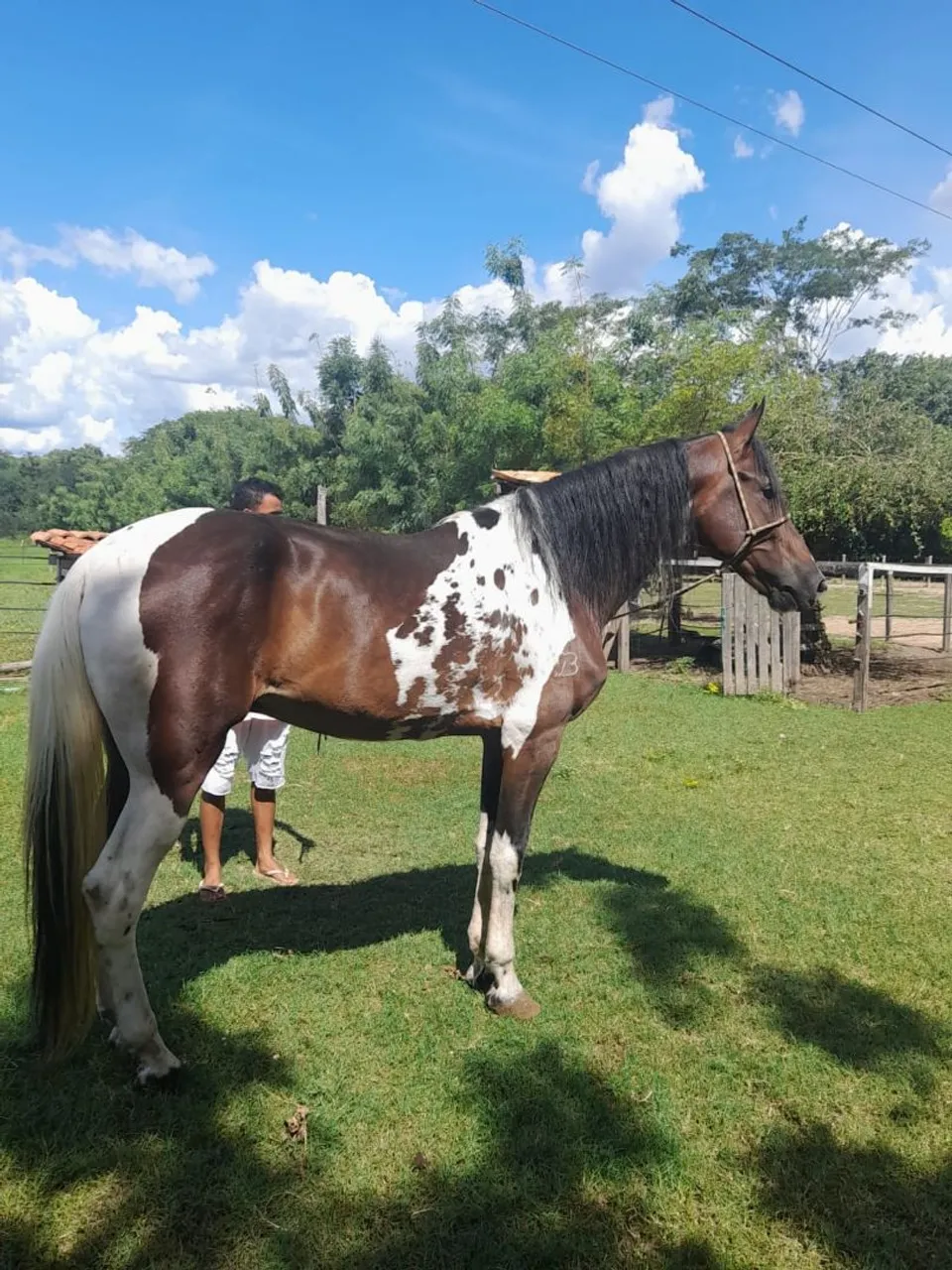 Cavalo pampa de castanho