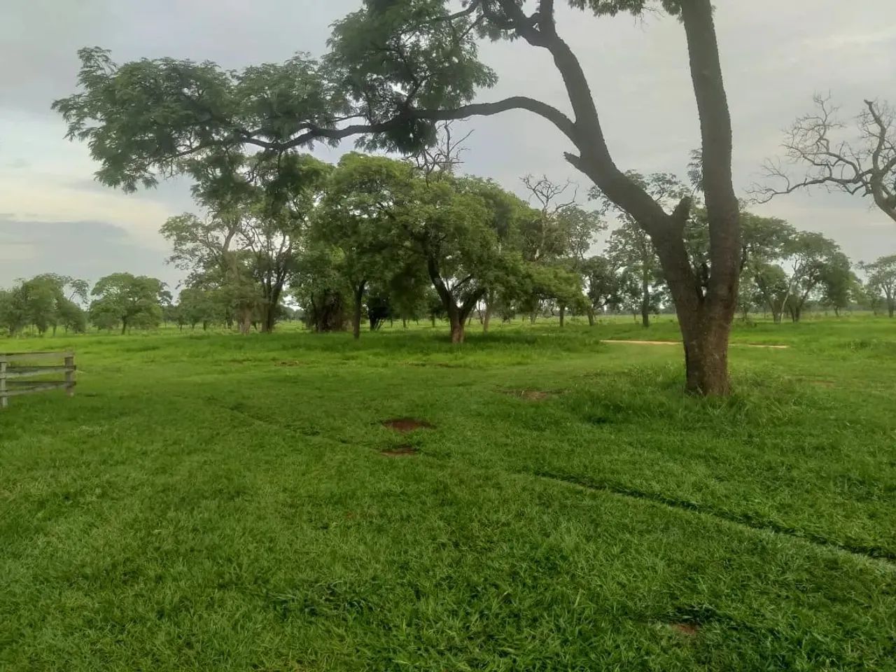 Faz da com 622 alqueires  em  Bataguassu - MS - Foto 2