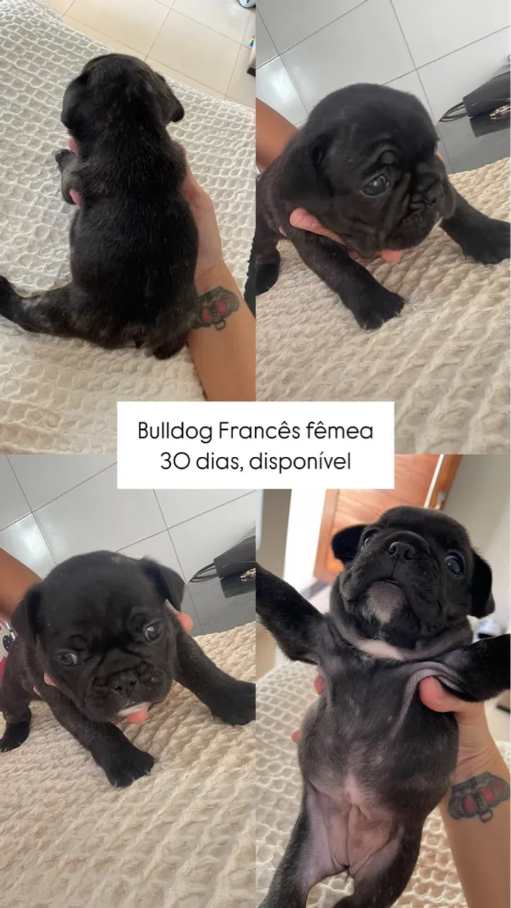 Filhote de Bulldog Francês Fêmea - Disponível!