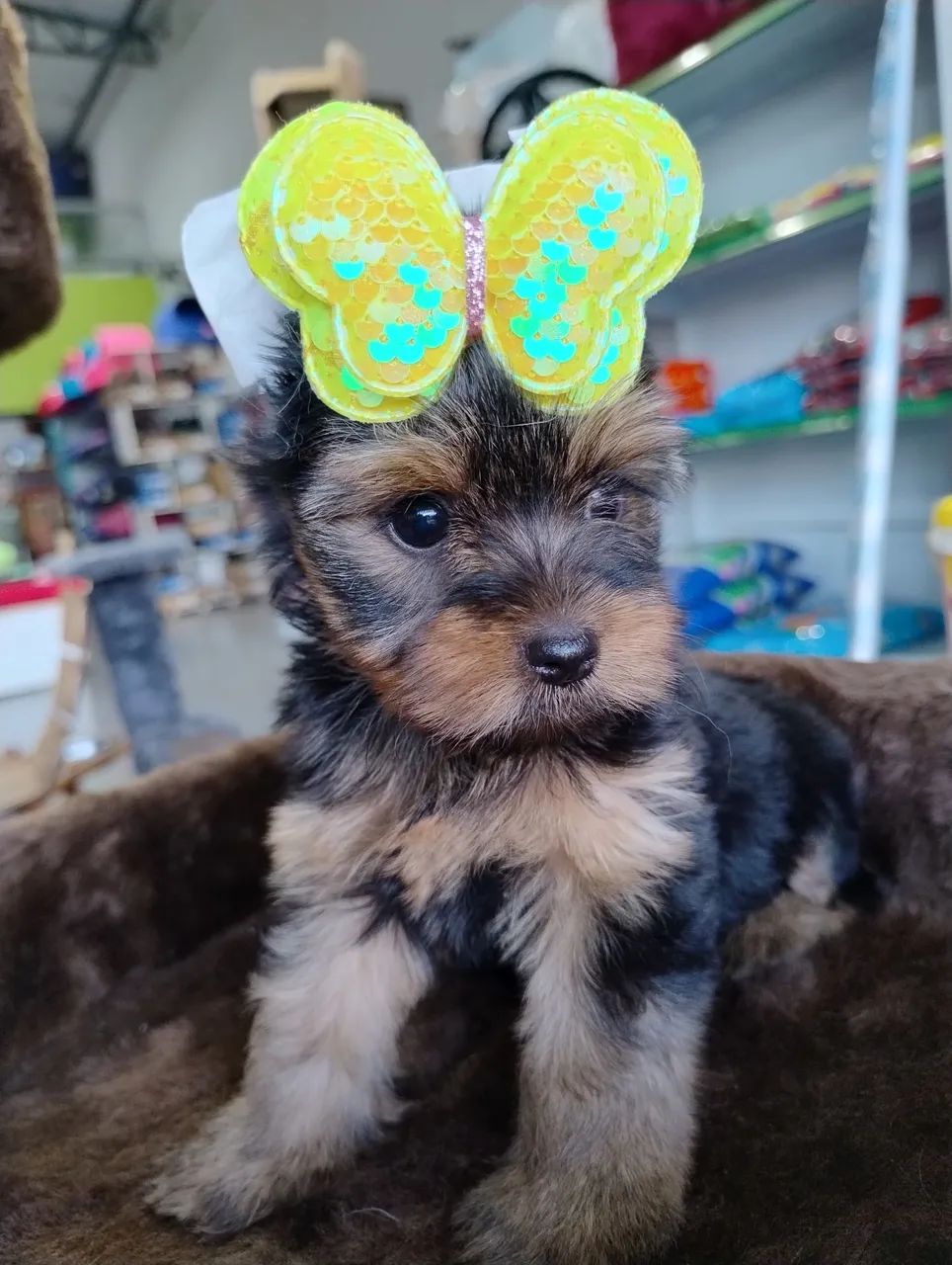 Yorkshire Terrier Fêmea - Foto 3