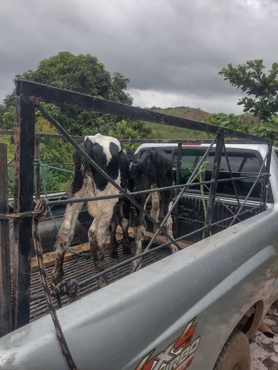  3 Bezerros para venda