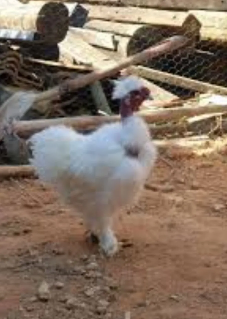 Estou a procura galo e galinha sedoso pescoço pelado
