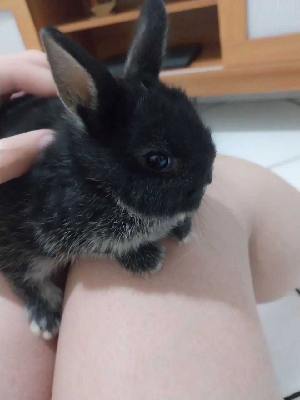 Coelho netherland dwarf fêmea 