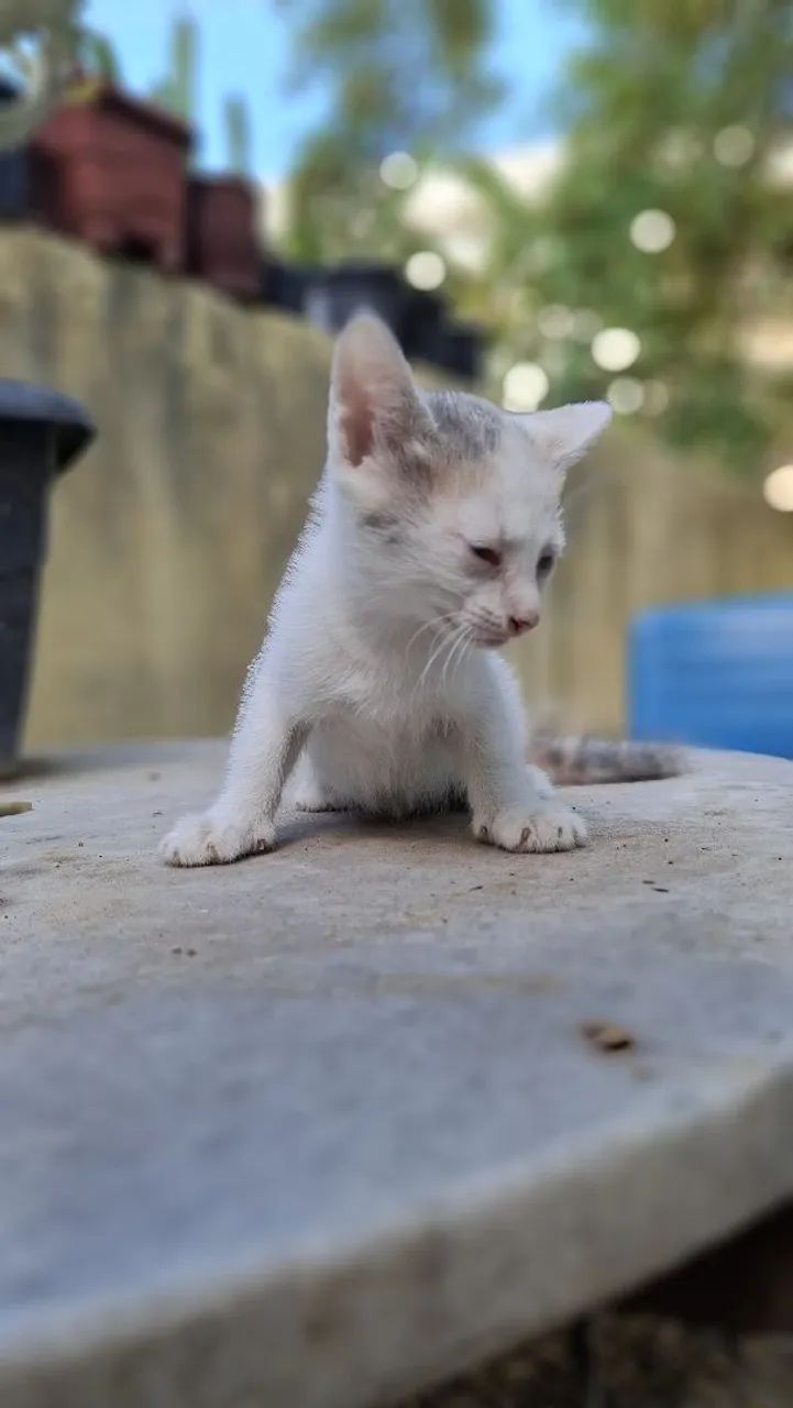 Gatinha para doação 64298692522370122