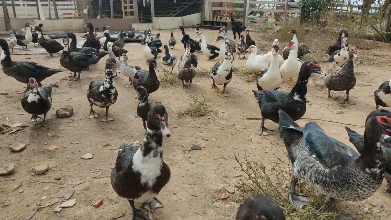 Patos Lindos para Venda - Foto 2
