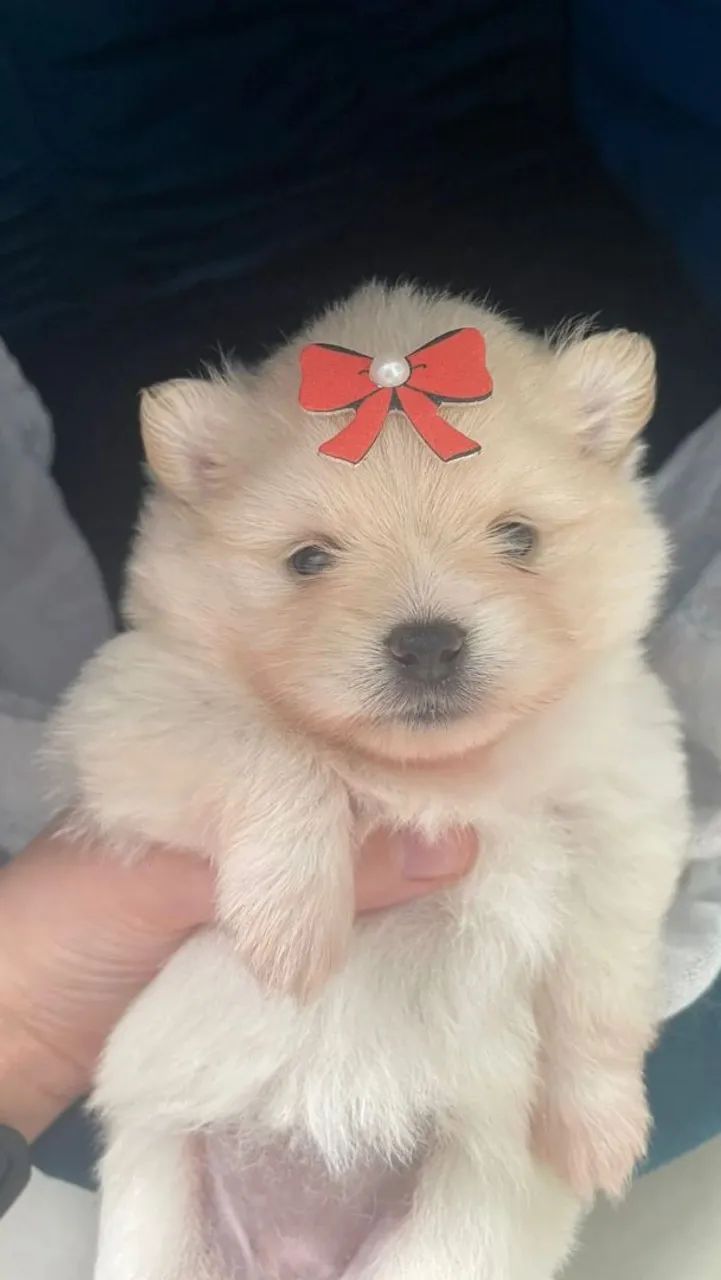 Lulu da Pomerânia Fêmea com pedigree.  Ainda disponível 1 fêmea - Foto 2