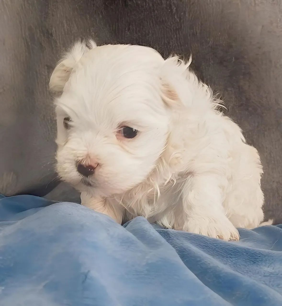 Maltês- o ursinho de quatro patas que conquista coração.