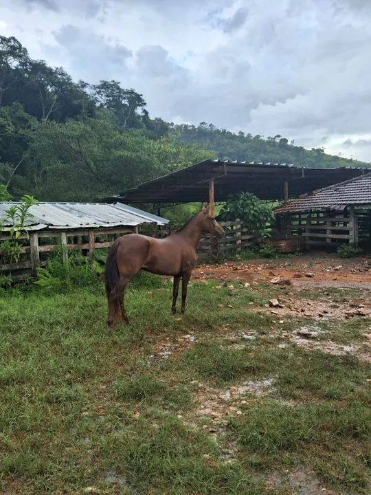 ÉGUA MANGALARGA MARCHADOR REGISTRADA! - Foto 2